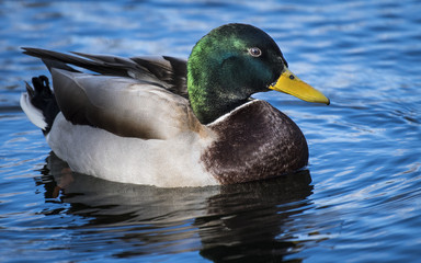 Obraz premium Mallard duck resting in a marsh
