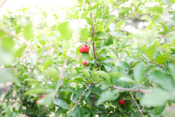 Closeup of cherries on cherry tree. Cherries of Thailand