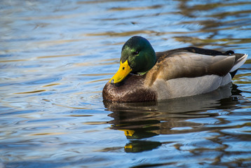 Mallard duck resting in a marsh