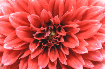 Rote Balldahlie (Asteraceae) im Sommer.