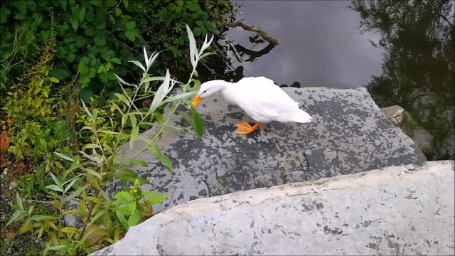 anatra cucciolo in riva al lago si muove su roccia