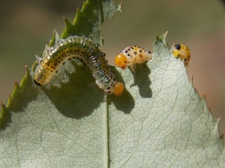 caterpillar to the list

