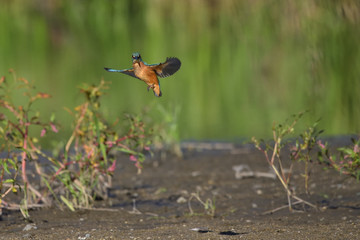 Common Kingfisher (Alcedo atthis)