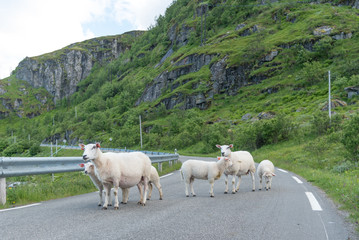 Landscapes and mountains of Norway Lofoten fjords
