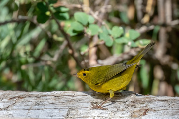 Wilson's warbler on log at Capulin Spring, Cibola National Forest, Sandia Mountains, New Mexico