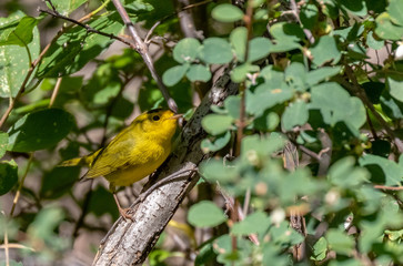 warbler, nature, songbird, avian, outdoors, wildlife, yellow, bird, passerine, animal, wild, wilson's warbler, ornithology, cardellina pusilla, natural, beautiful, beak, feather, wilsons, outside, pas