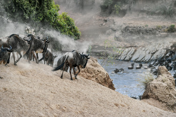 migration in the Masai Mara Kenya