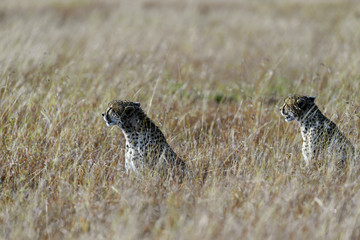cheetah © Herbert