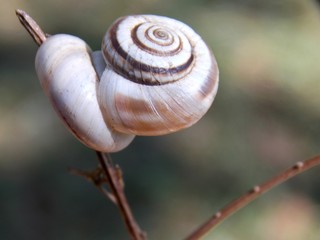 two snails on the plant
