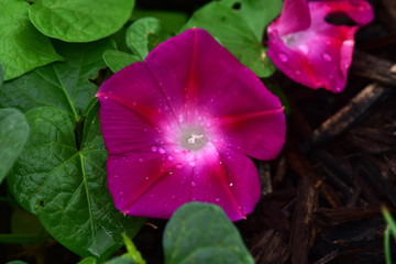 Full bloom morning glory 