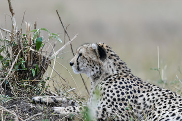cheetah © Herbert