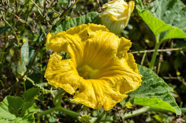 Flowering of pumpkin flowers. Pumpkin maturation in summer