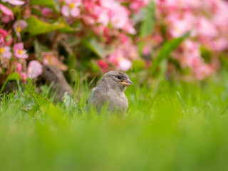 Sparrow_5