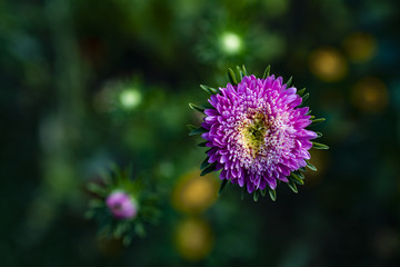 Magenta flower over green background