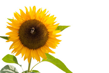 einzelne Sonnenblume mit Hummel freigestellt