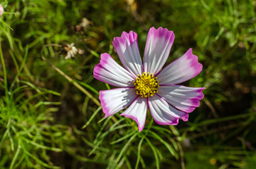 Cosmeye close-up. Flowering Cosmay in the garden in summer