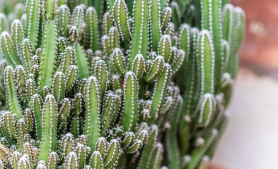 Little Cactus plant for the background. close up
