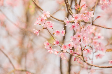 pink flower