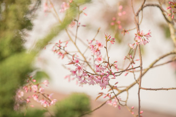 pink flower