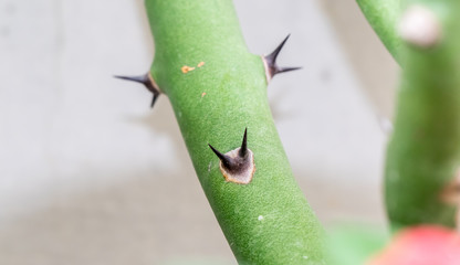 thorn on the trunk of  tree
