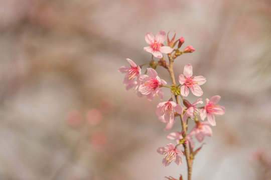 pink flower © Totsaporn