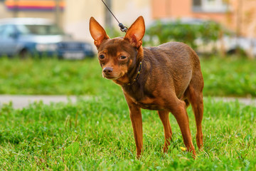 Toy Terrier walks on a leash outdoors