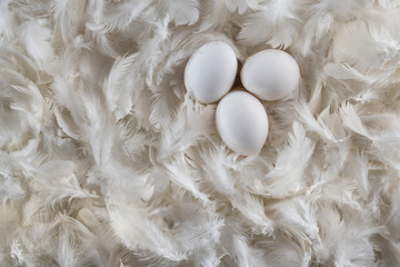 Hatchery concept with feathers 