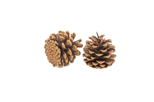 two pine cones isolated on white background
