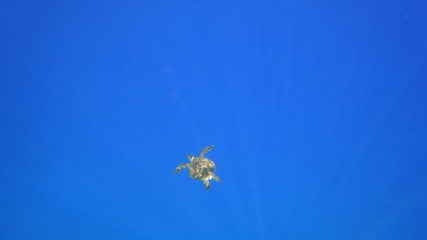 Obraz na płótnie Canvas Sea turtle swims in blue sea water aquatic animal underwater photo