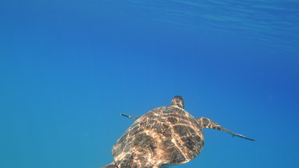Sea turtle swims in blue sea water aquatic animal underwater photo