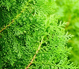 Green pine leaf