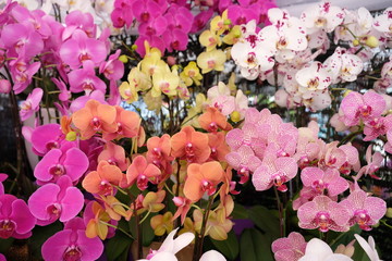 Colorful mix of Phalaenopsis orchid flowers bloom, red, orange, yellow and pink