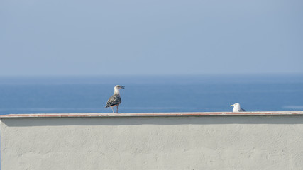 photograph of two seagulls near the sea, Granada, Spain,