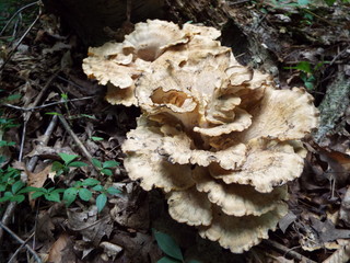 The Fungus Amungus 1