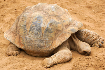 Big turtle close up standing on the ground
