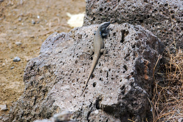 lizard is sitting on the big stone