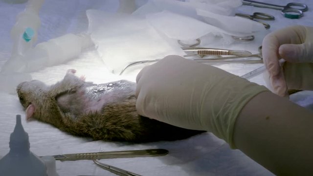 Veterinary surgery. Vet operating rat on operating table in veterinary clinic. 4K