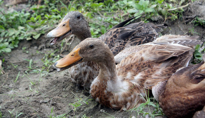 Ducks for sale in local market. Two Ducks in the village. Ducks are good for health. Ducks are common domestic animals & source of food for mass people. Many people involve in export import business