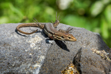 lizard is sitting on the big stone