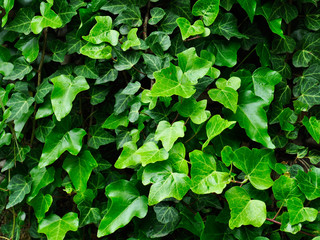 ivy (Hedera) plant as a background