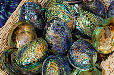 A basket of blue and green mother-of-pearl abalone paua shell in New Zealand