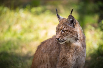Fototapeta premium Red lynx