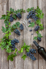 Blue grapes bunches with plant leaves, bottle of red wine and scissors for grapes. Top view, close up on wooden vintage background