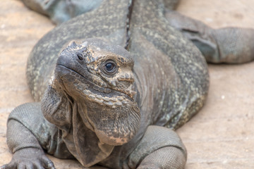 Rhinoceros Iguana