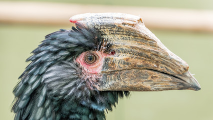 Black Hornbill