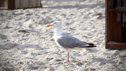 Ostseemöwe