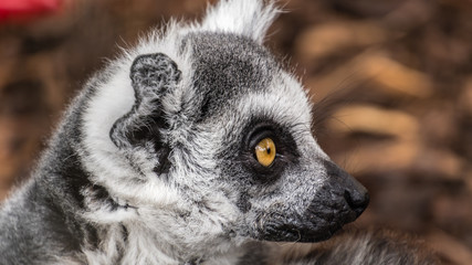 Lemur