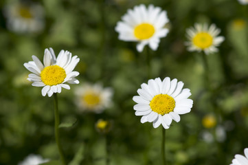 field of chamomile