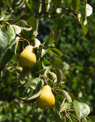 two yellow pears at the tree