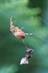 spider